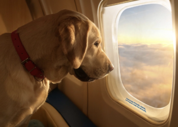 La vida no secreta de tus mascotas