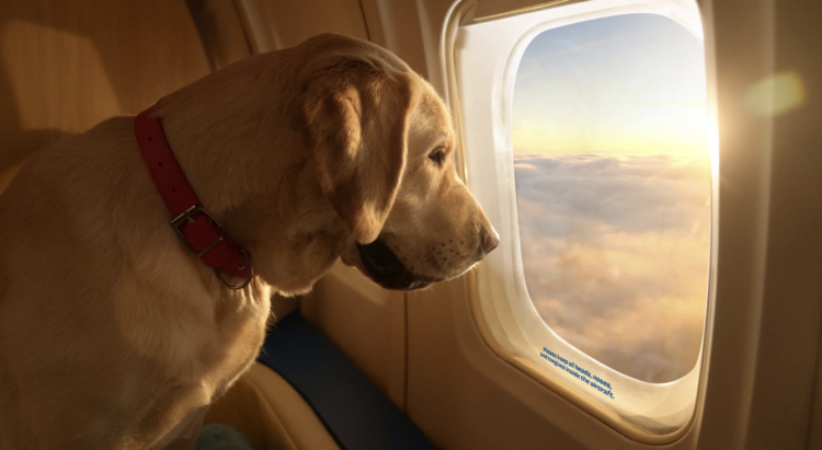 La vida no secreta de tus mascotas