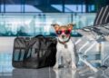 Más que una tendencia: el impacto del viajero pet friendly en la evolución de la industria hotelera
