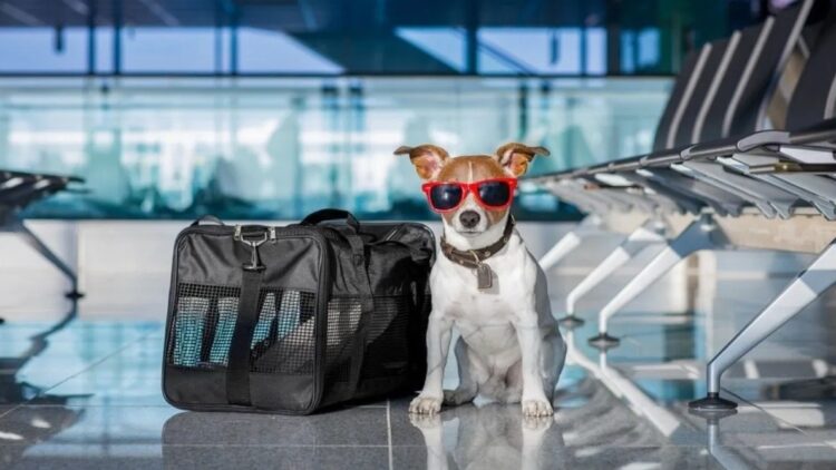 Más que una tendencia: el impacto del viajero pet friendly en la evolución de la industria hotelera
